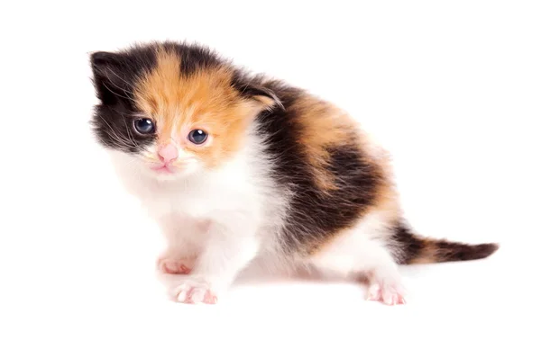 작은 고양이 — 스톡 사진