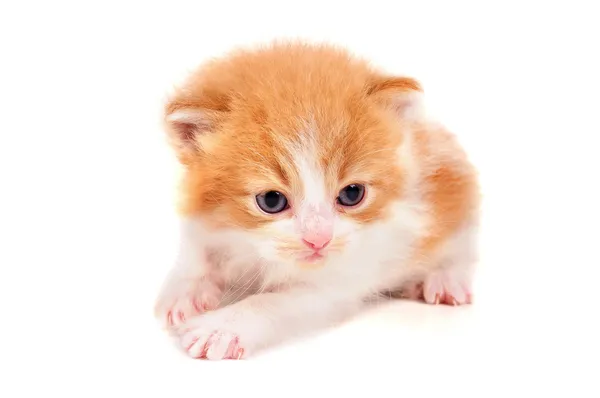 Little kitten — Stock Photo, Image