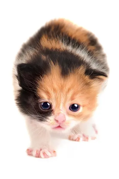 Маленький котенок — стоковое фото