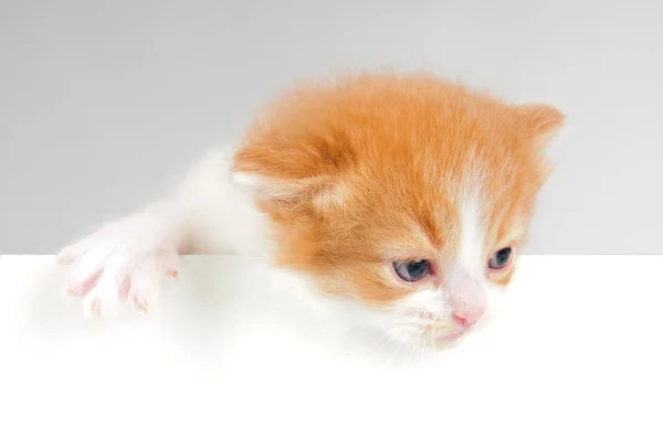 लहान मांजर — स्टॉक फोटो, इमेज