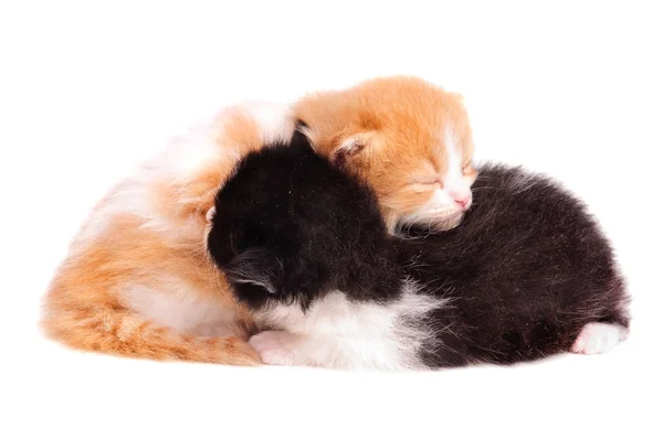 Little kittens — Stock Photo, Image
