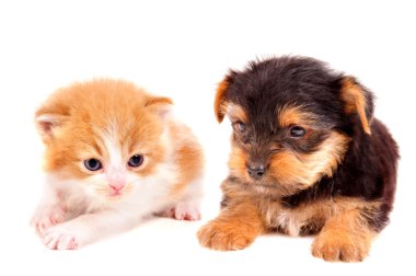 Kedi ve köpek.