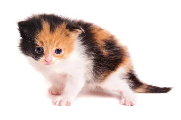 ลูกแมวตัวน้อย — ภาพถ่ายสต็อก