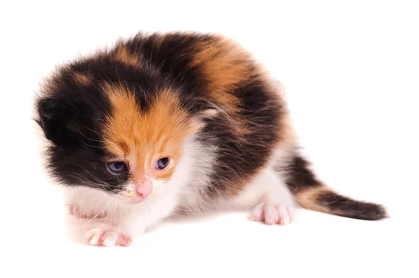 Pequeño gatito — Foto de Stock