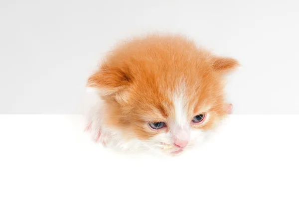 Pequeño gatito — Foto de Stock