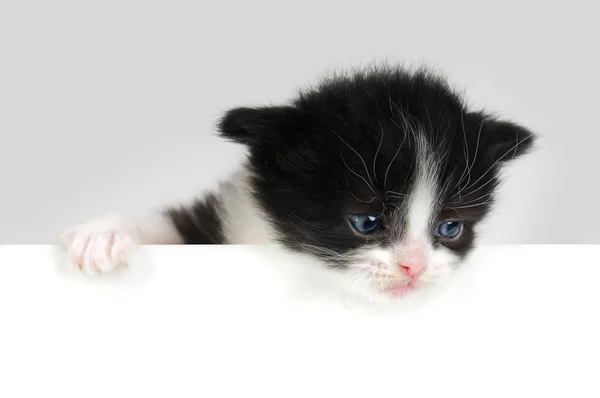 Little kitten — Stock Photo, Image