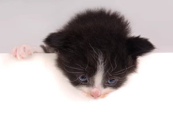 Pequeño gatito — Foto de Stock