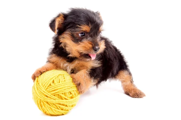 Puppy — Stock Photo, Image