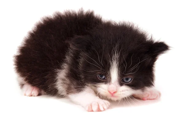 Pequeño gatito — Foto de Stock