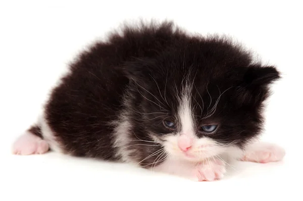 Pequeño gatito — Foto de Stock