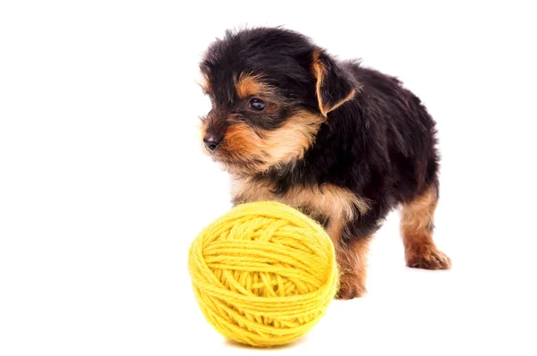 Puppy — Stock Photo, Image