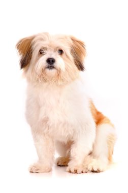 Köpek yavrusu