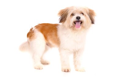 Köpek yavrusu