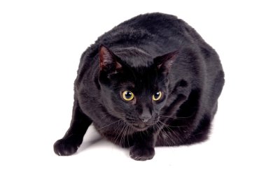 siyah kedi