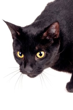 siyah kedi