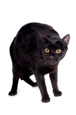 siyah kedi