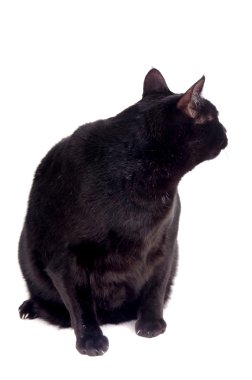 siyah kedi