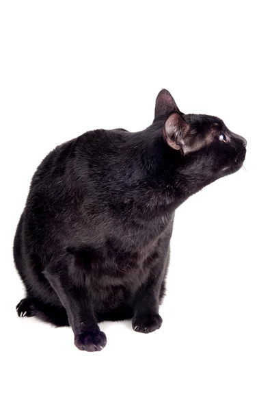 Gatto nero — Foto Stock