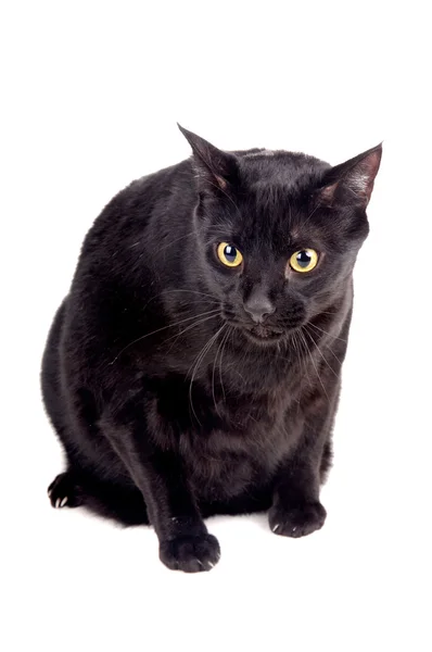 Schwarze Katze — Stockfoto