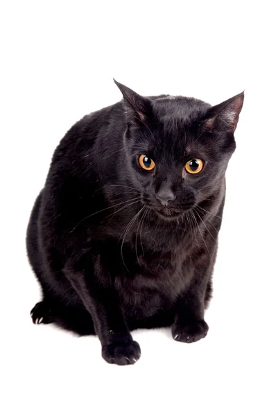 Kucing hitam — Stok Foto