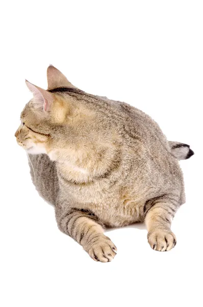 Schöne Katze — Stockfoto