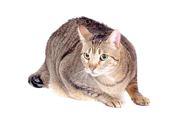 아름 다운 고양이 — 스톡 사진