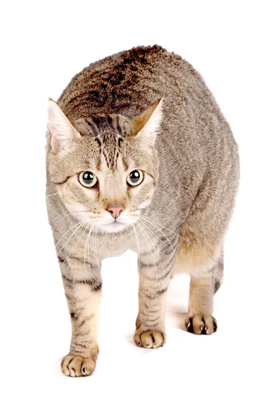 Schöne Katze — Stockfoto