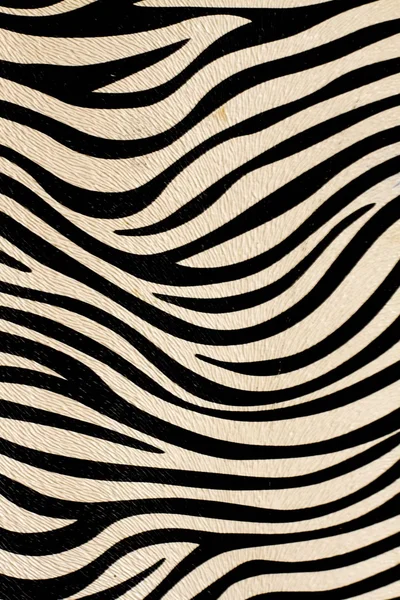 Zebra derisi - Stok İmaj