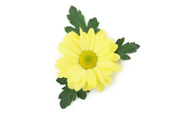 Piękny Żółty Chryzantema Izolowane Białym Tle — Zdjęcie stockowe