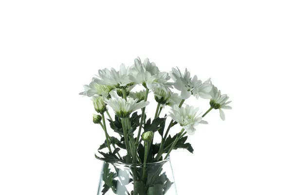 Vase White Chrysanthemums Isolated White Background — Stock Photo, Image