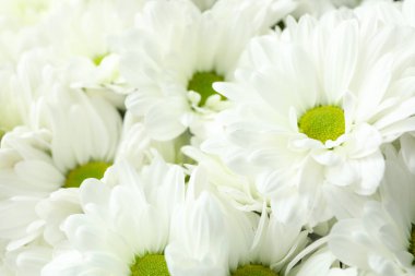 Beyaz kasımpatılar tüm arka planda, yakın plan.