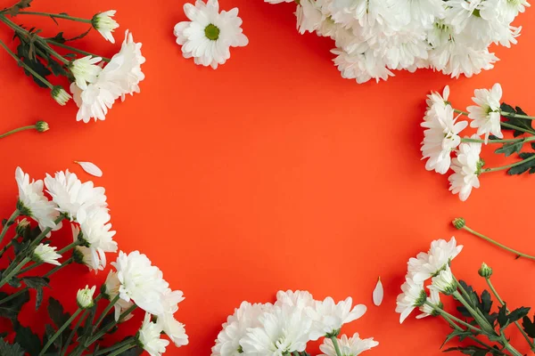 赤い背景の白い菊 テキストのためのスペース — ストック写真