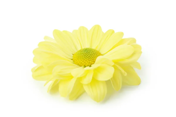 Piękny Żółty Chryzantema Izolowane Białym Tle — Zdjęcie stockowe