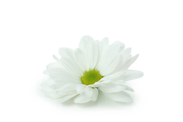 Beautiful White Chrysanthemum Isolated White Background — Stock Photo, Image