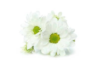 Beyaz arkaplanda izole edilmiş güzel beyaz kasımpatılar.