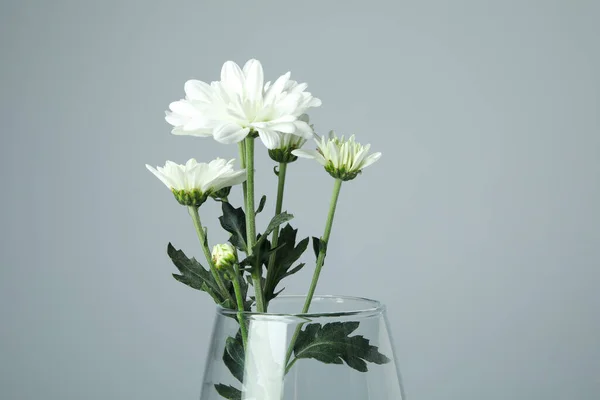 Vaso Con Crisantemi Sullo Sfondo Grigio Chiaro — Foto Stock