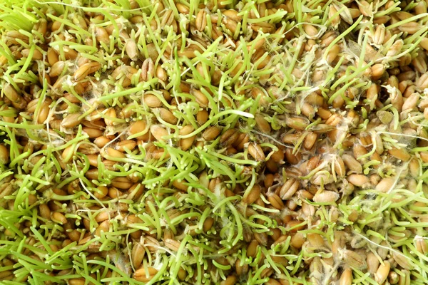 Hierba Trigo Germinada Por Todo Fondo Cerca — Foto de Stock