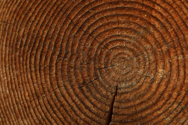 Wood Cross Section Texture Surface Macro — Stock Photo, Image