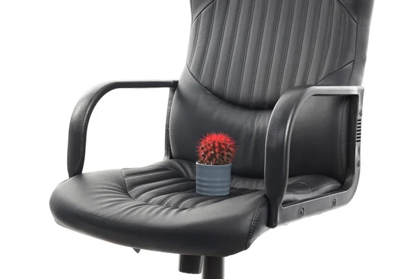 Chaise Avec Cactus Isolé Sur Fond Blanc Concept Des Hémorroïdes — Photo