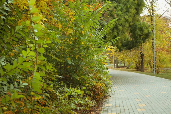 City Park Paths Autumn Day — Stock Fotó