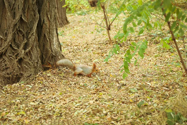 Squirrel Looking Nuts Park – stockfoto