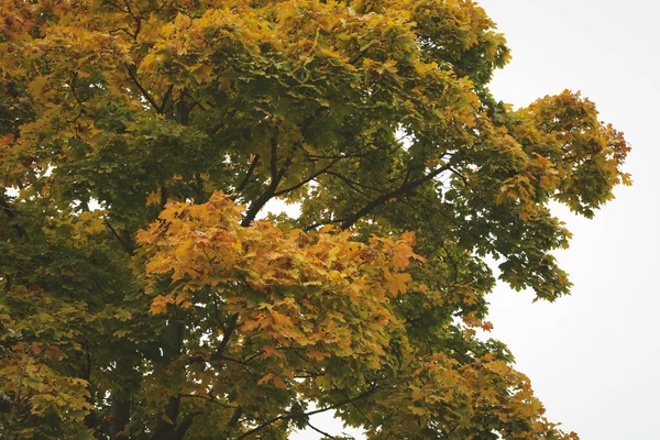Tree Yellowed Autumn Leaves Sky — Stock Fotó