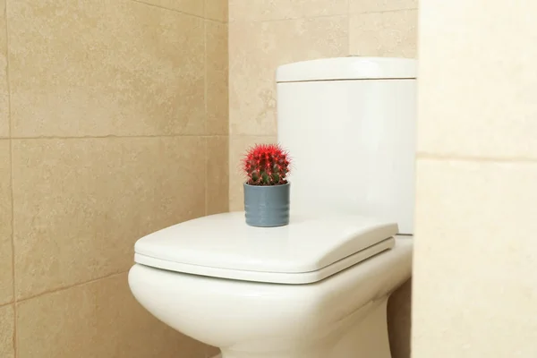 Toalettskål Med Röd Kaktus Hemorrojder Koncept — Stockfoto