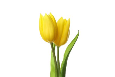 Beyaz arkaplanda sarı lale çiçekleri izole edilmiş