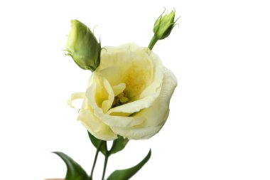 Beyaz gül beyaz arkaplanda izole edilmiş, yakın plan