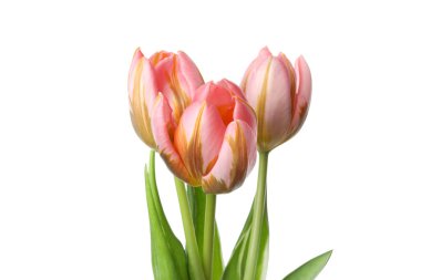 Beyaz arka planda üç pembe lale.
