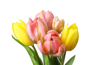 Beyaz arka plan üzerinde izole sarı ve pembe laleler