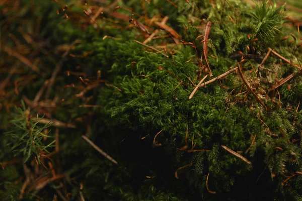 Moss Carpathian Mountains Close Selective Focus — Stock Photo, Image