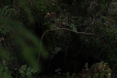 Ormanda yosun ve bitkiler, seçici odak