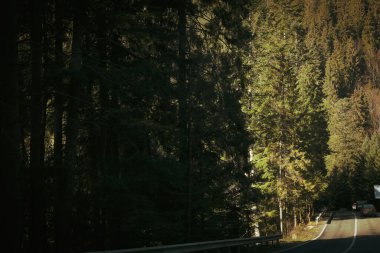 Güneşli bir günde Ukrayna Karpat Dağları 'nda yol